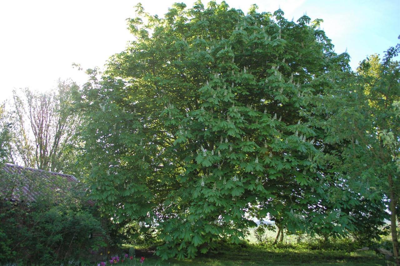 Vita Nova Hippolytushoef Luaran gambar
