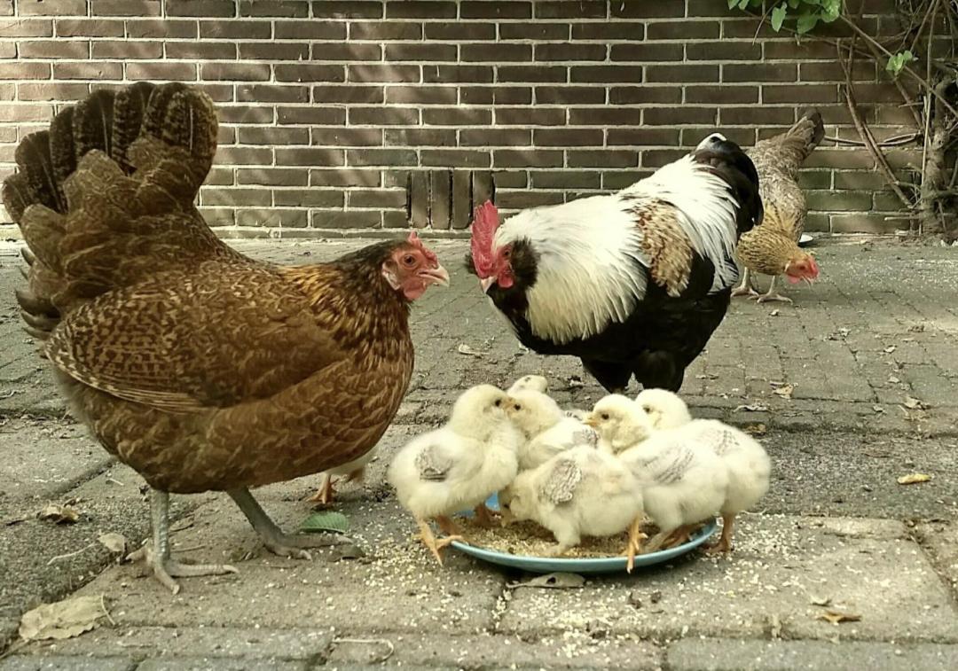 Vita Nova Hippolytushoef Luaran gambar